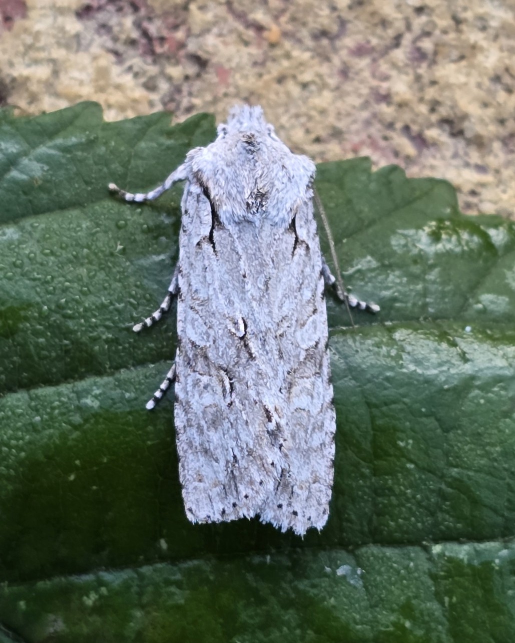 Photo of Grey Shoulder-knot (Lithophane ornitopus)